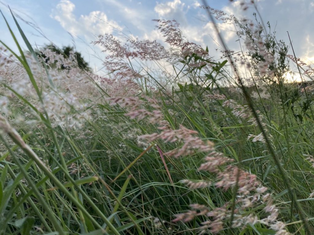 家附近荒草堆拍的小草